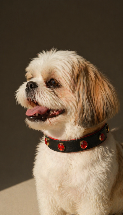 Pawdrip Kukur Tihar